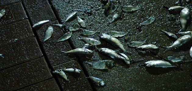 كيف يموت السمك