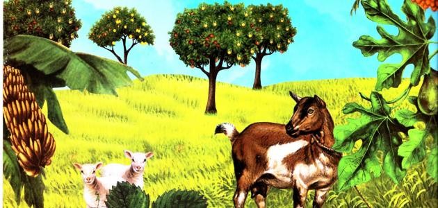 أهمية الشجرة في الحياة