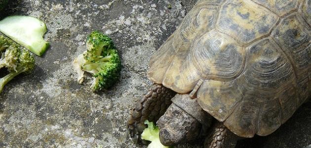 ما اسم ظهر السلحفاة