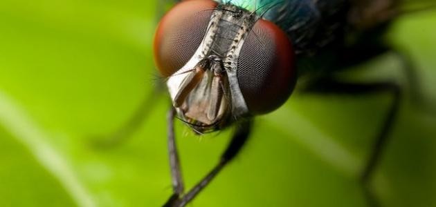 كم عمر الذبابة كم عمر الذبابة