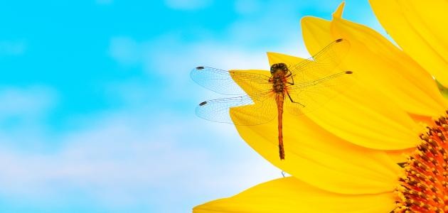 ما هو اليعسوب