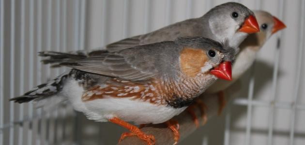 كيفية تربية عصافير الزيبرا