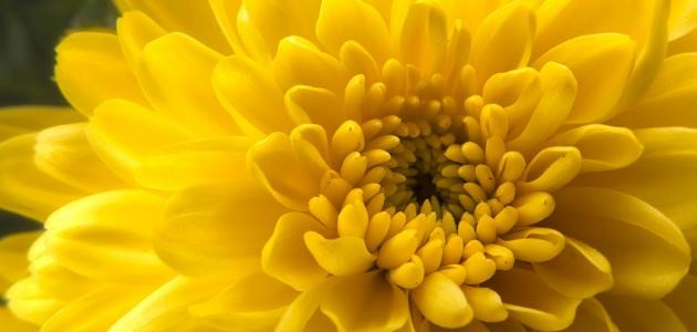 ما هي زهرة الذهب