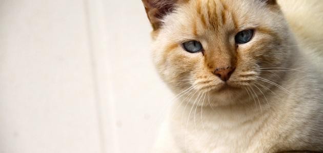 ماذا تأكل القطط