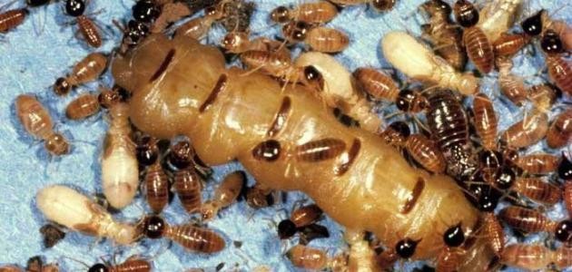 ما هي حشرة الأرضة