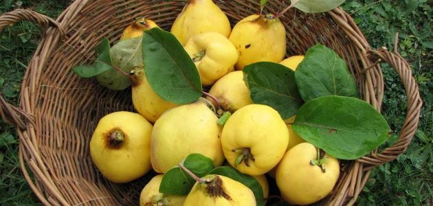 كيفية أكل السفرجل