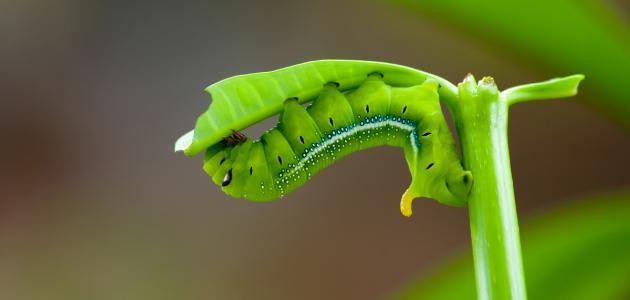 تنوع الأوساط البيئية