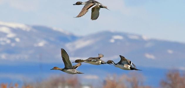 ما هي الطيور المهاجرة