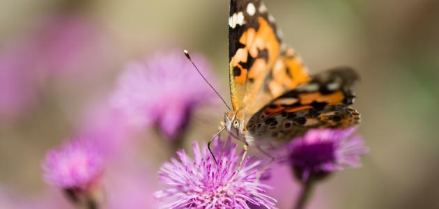 ما هي حشرة الفراش