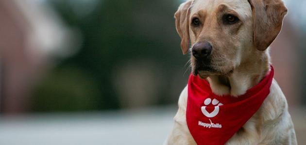 كيفية تربية الكلاب