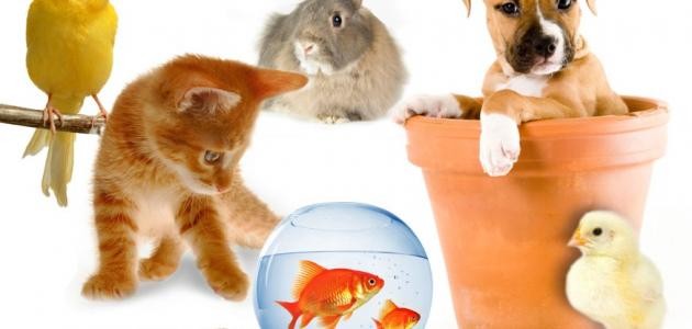 ما هو الحيوان الاليف