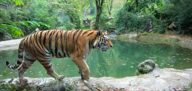 ما اسم صغير النمر