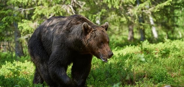 ما اسم صغير الدب