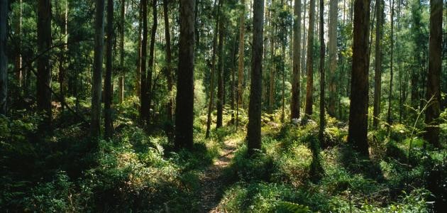 كيف نحافظ على الغابات