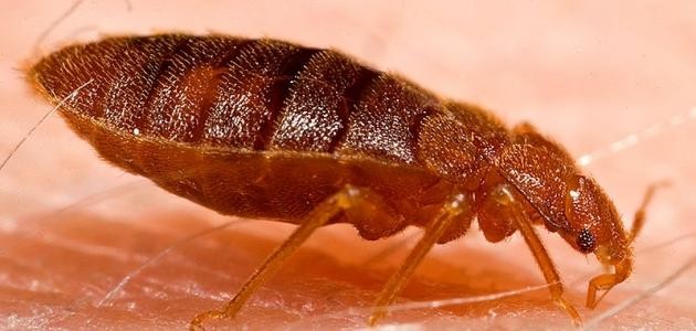 كيفية مكافحة البق