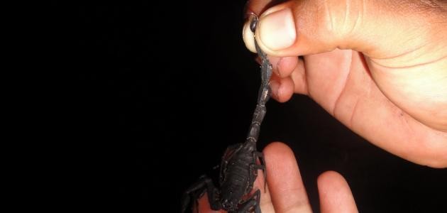 ما علاج لدغة العقرب