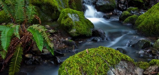 معنى كلمة تيار