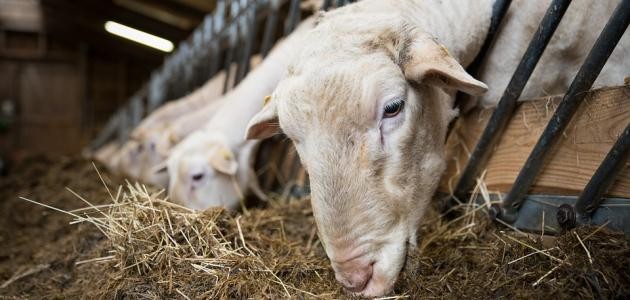 أحكام الأضحية