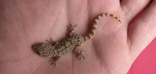 كيف التخلص من الوزغ