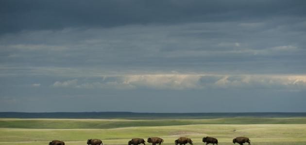 بحث حول تنقل الحيوانات