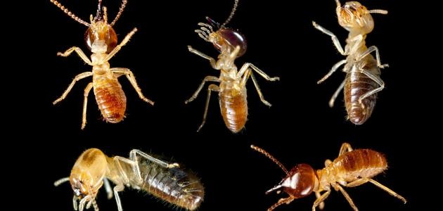 ما هي الحشرات المؤذية