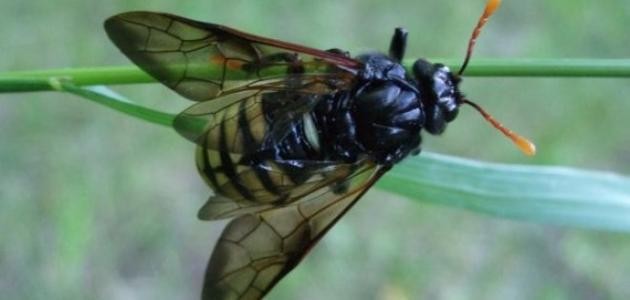 كيفية القضاء على الحشرات الطائرة