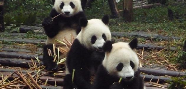 ما اسم ولد الدب