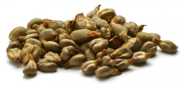 كيفية زراعة بذور العنب