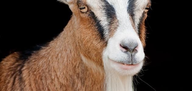 ما هو تدجين الحيوانات