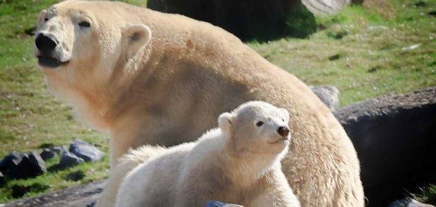 ما اسم ابن الدب