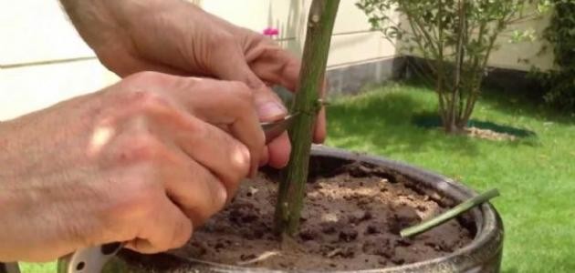 كيفية تطعيم الأشجار
