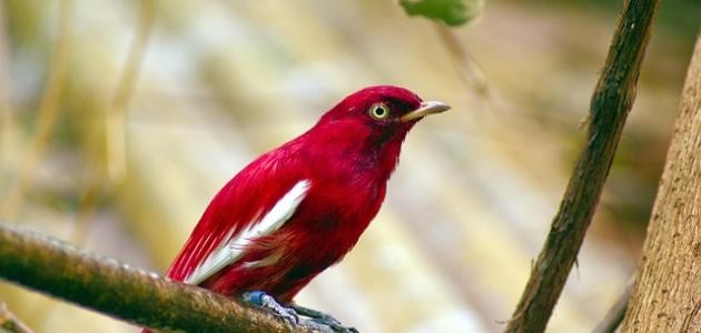 أجمل عصافير في العالم