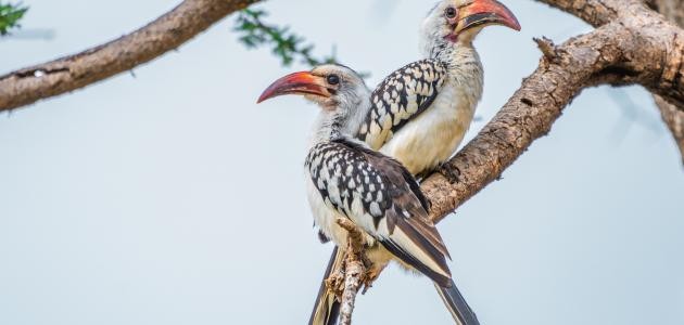 أجمل أنواع الطيور