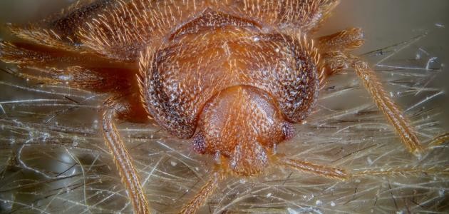 ما هو بق الفراش