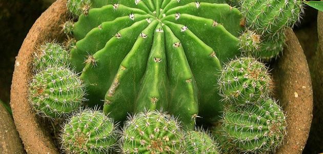 كيفية زراعة الصبار فى المنزل