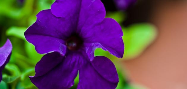 ما هي زهرة البنفسج