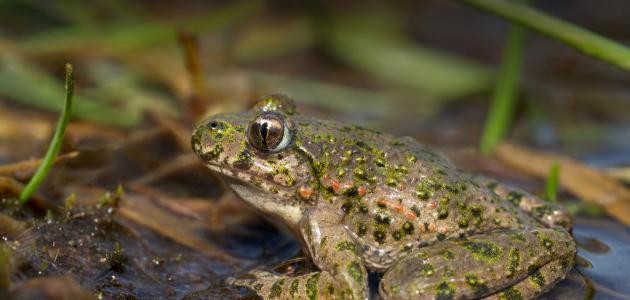 ما هو غذاء الضفدع