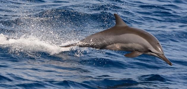 كيف تتنفس الدلافين كيف تتنفس الدلافين