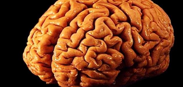 كيف يعمل العقل البشري