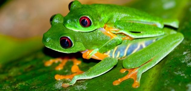 كيفية تكاثر الضفادع