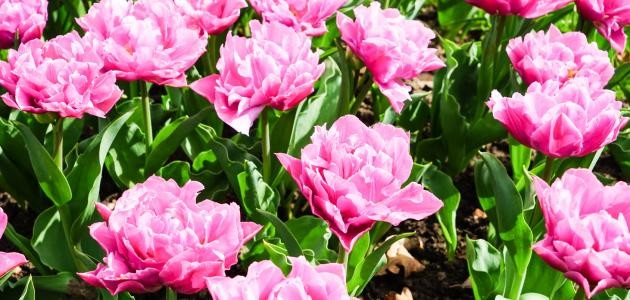 تنوع النباتات الزهرية تنوع النباتات الزهرية