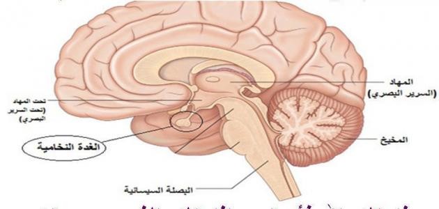 أين تقع الغدة النخامية أين تقع الغدة النخامية