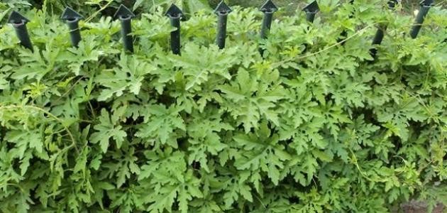 فوائد عشبة العطرة