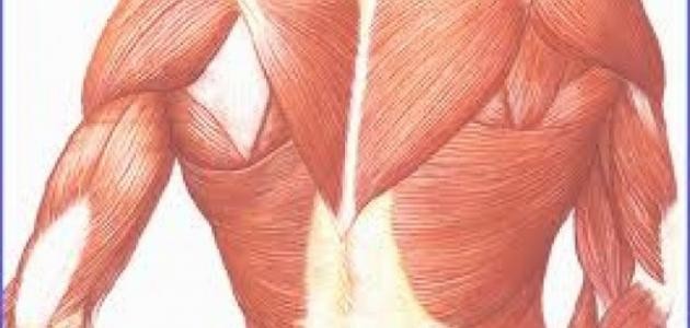 ما هي العضلات الملساء