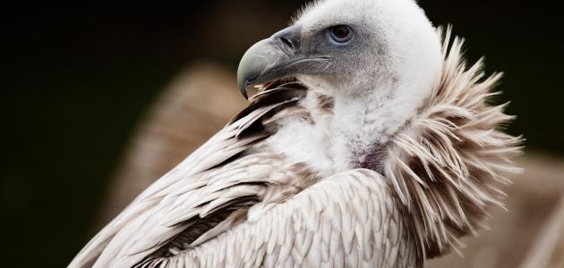 ما اسم أنثى النسر