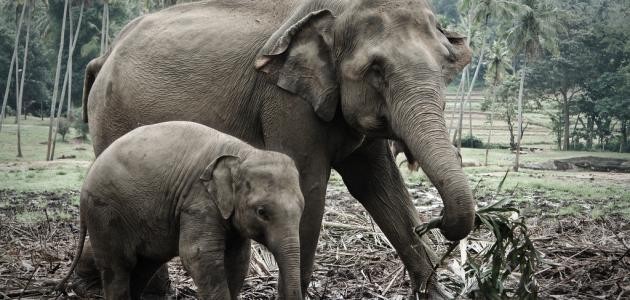 ما هو اسم صغير الفيل