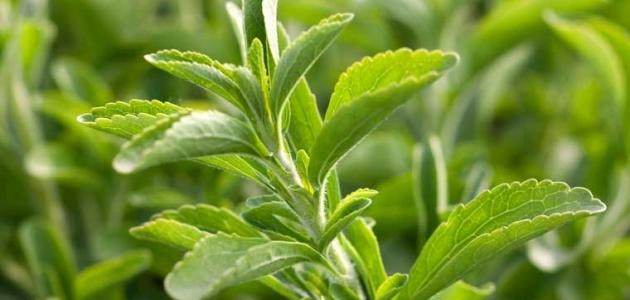 كيفية انتقال الماء في النبات