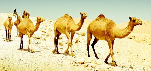 كيفية تكيف الجمل في الصحراء كيفية تكيف الجمل في الصحراء