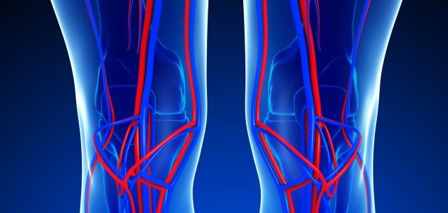 من هو مكتشف الدورة الدموية