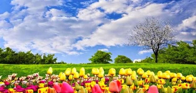 لماذا نحب فصل الربيع لماذا نحب فصل الربيع